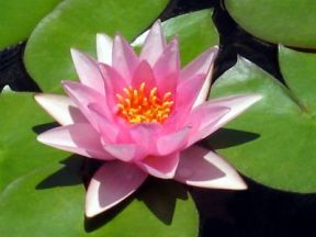 Lotus